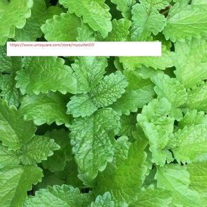 Lemon Balm Seeds - Herb Seeds - BOGO